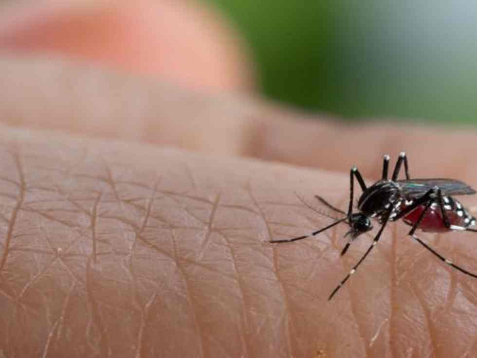  5 weight-reduction plan tricks to forestall and recuperate from dengue